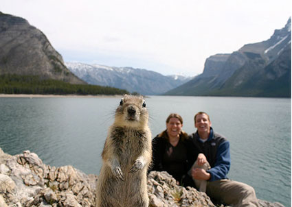 squirrel-crashes-photo-picture