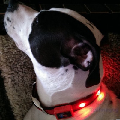 ledcollar10