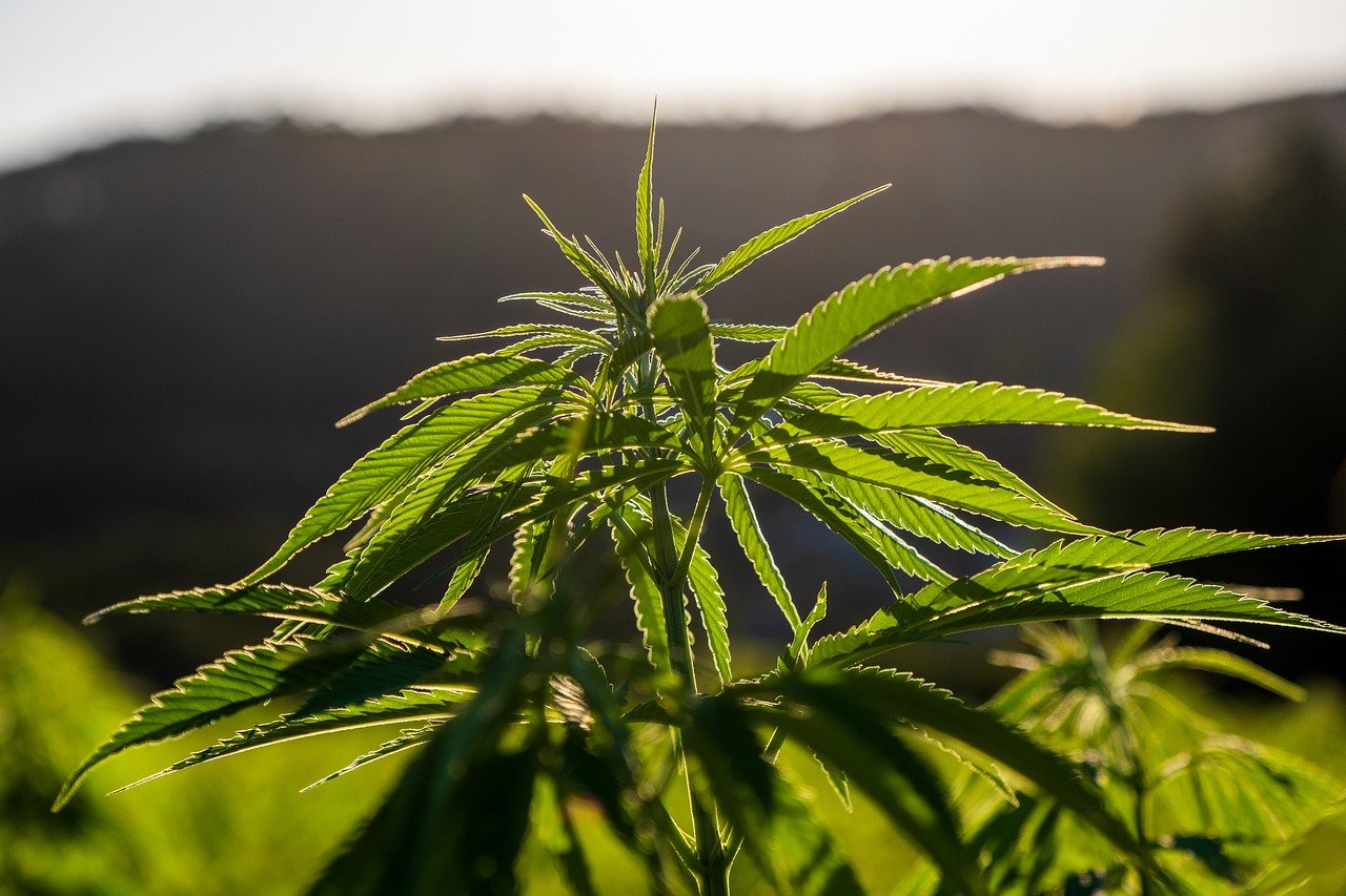 Cannabis Plant: Versatile and Full of Unique Advantages